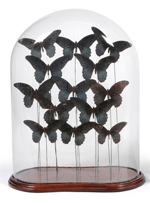 Lot 1287 - A Group of Thirteen Foreign Butterflies, mounted on the ends of wires in decorative formation, on a