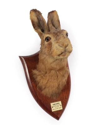 Lot 90 - Taxidermy: A Hare Head Mount (Lepus timidus), circa 1935, by Peter Spicer & Sons, Taxidermists,...