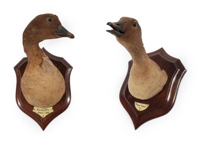 Lot 91 - Taxidermy: A Pair of Mounted Goose Heads, circa 1930, by Henry Murray & Son, Naturalists &...