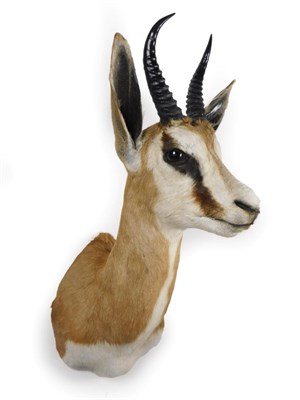 Lot 97 - Taxidermy: South African Springbok (Antidorcas marsupialis), modern, high quality shoulder...