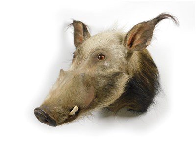 Lot 98 - Taxidermy: African Bushpig (Potamochoerus larvatus), modern, high quality head mount turning to the