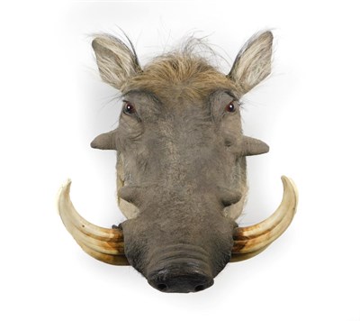 Lot 99 - Taxidermy: Desert Warthog (Phacochoerus aethiopicus), modern, high quality shoulder mount...