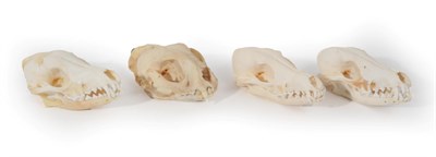 Lot 100 - Skulls/Anatomy: African Caracal and Black-Backed Jackal Skulls, modern, South Africa, a...