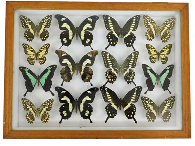 Lot 102 - Entomology: A Glazed Display of African Butterflies, circa mid 20th and early 21st century, a...
