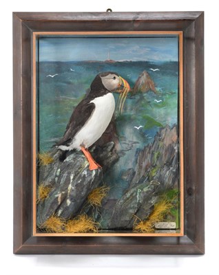 Lot 106 - Taxidermy: A Large Wall Cased Puffin (Fratercula arctica), circa 2013, by A.J. Armitstead,...