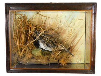 Lot 108 - Taxidermy: A Wall Cased Common Snipe (Gallinago gallinago), circa 2018, by A.J. Armitstead,...