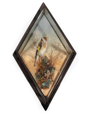 Lot 109 - Taxidermy: A Diamond Shaped Cased European Goldfinch (Carduelis carduelis), in the manner of George