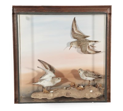 Lot 110 - Taxidermy: A Wall Case of Dunlins (Calidris alpina), three full mounts, two stood upon a faux...