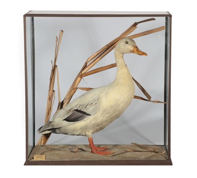 Lot 111 - Taxidermy: An Edwardian Cased Yellow-Nib-Duck (Anas zonorhyncha), circa 17/02/1906, by Rowland...