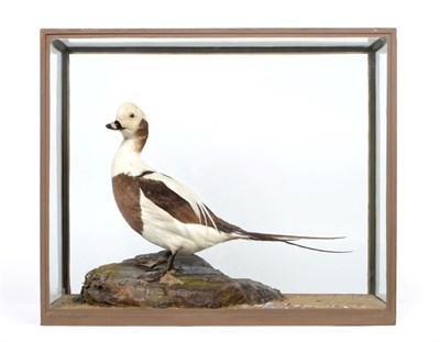 Lot 112 - Taxidermy: A Cased Rare Long-Tailed Duck (Clangula hyemalis), by Rowland Ward, The Jungle, 167...