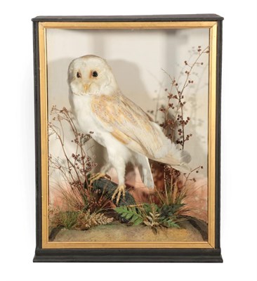 Lot 113 - Taxidermy: A Late Victorian Cased Barn Owl (Tito alba), circa 1890-1900, by Robert Clarke,...
