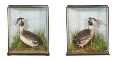 Lot 114 - Taxidermy: A Pair of Cased Great Crested Grebes (Podiceps cristatus), by J.E. Shelbourne, 21...