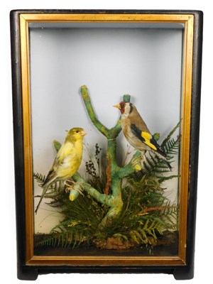 Lot 115 - Taxidermy: A Cased Male Goldfinch and Canary, circa 1900, by James Hutchings, Aberystwyth, both...