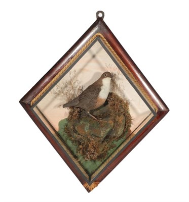 Lot 117 - Taxidermy: A Diamond Shaped Cased White-Throated Dipper (Cinclus cinclus), in the manner of...