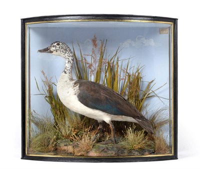 Lot 119 - Taxidermy: A Cased Knob-Billed Duck (Sarkidiornis melanotos), by John Cooper & Sons, 28 Radnor...