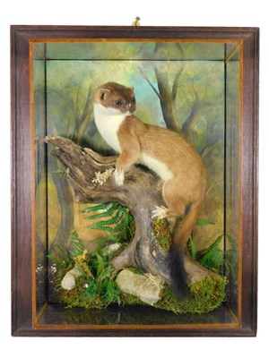 Lot 122 - Taxidermy: A Wall Cased Stoat (Mustela erminea), circa 2019, by A.J. Armitstead, Taxidermist &...