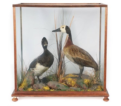 Lot 125 - Taxidermy: A Cased White-Faced Whistling Tree Duck and Tufted Duck, circa late 20th Century, by...