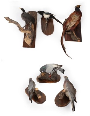 Lot 126 - Taxidermy: A Collection of European Countryside Birds, circa late 20th Century, by J. Crewdson,...