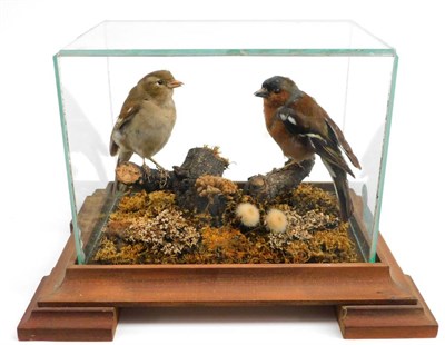 Lot 127 - Taxidermy: Nuthatch and A Pair of Chaffinches, circa late 20th century, by Briden Taxidermy,...