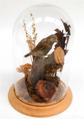 Lot 128 - Taxidermy: Eurasian Wryneck (Jynx torquilla), circa late 20th century, by Briden Taxidermy,...