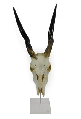 Lot 129 - Antlers/Horns: African Hunting Trophy Common Eland (Taurotragus oryx), modern, polished horns...