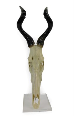 Lot 130 - Antlers/Horns; African Hunting Trophy Red Hartebeest (Alcelaphus caama) polished horns on upper...