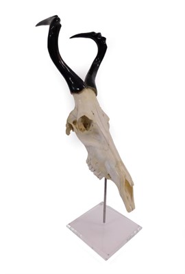 Lot 131 - Antlers/Horns; African Hunting Trophy Red Hartebeest (Alcelaphus caama) polished horns on upper...
