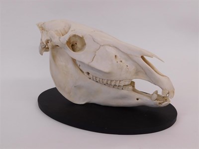 Lot 132 - Skulls/Anatomy: Burchell's Zebra (Equus quagga burchellii), modern, polished upper skull,...