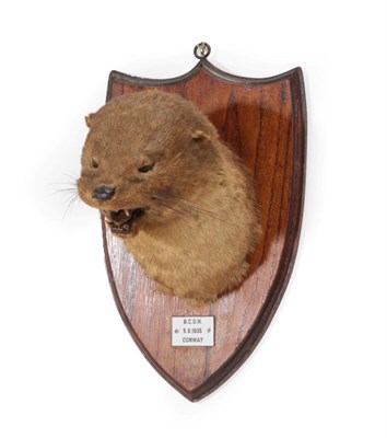 Lot 133 - Taxidermy: A Eurasian Otter Mask (Lutra lutra), circa 05/09/1935, by E.F. Spicer FZ.S. & Sons,...
