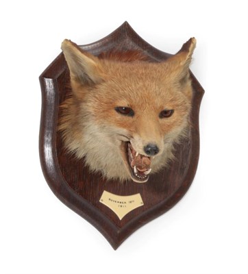 Lot 134 - Taxidermy: A Red Fox Mask (Vulpes vulpes), circa 18/11/1911, by Rowland Ward, The Jungle, 167...