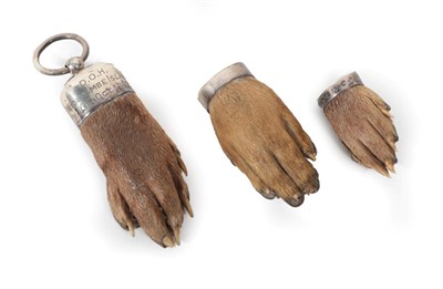 Lot 135 - Taxidermy: Antique Eurasian Otter Paws (Lutra lutra), circa early 20th century, three various sized