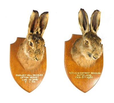 Lot 136 - Taxidermy: Two Mounted Hare Head Mounts (Lepus timidus), circa 1960 and 1964, by Edward Gerrard, 61
