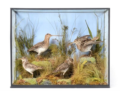Lot 137 - Taxidermy: A Victorian Cased Diorama of Common Snipe and Jack Snipe, (Gallinago gallinago) and...