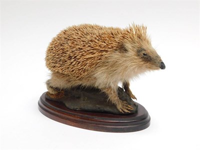 Lot 138 - Taxidermy: A Common Garden Hedgehog (Erinaceinae), modern, a full mount adult, stood upon a...