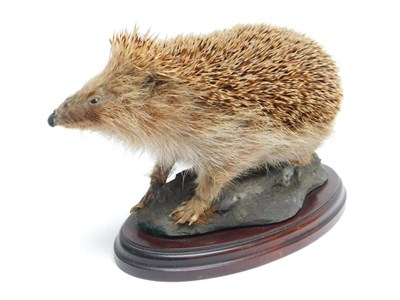 Lot 138 - Taxidermy: A Common Garden Hedgehog (Erinaceinae), modern, a full mount adult, stood upon a...