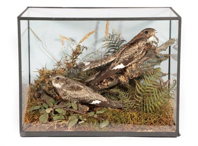Lot 139 - Taxidermy: A Cased Pair of Red-Necked Nightjars (Caprimulgus ruficollis), a pair of full mounts...