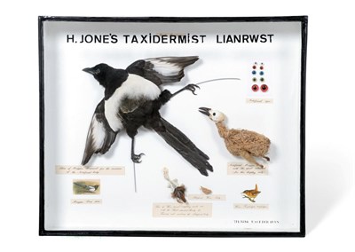 Lot 140 - Taxidermy: A Taxidermist's Artist's Display Case, by H.Jones, Llanrwst, a specimen of a full...