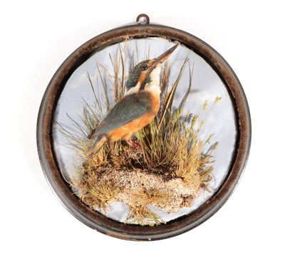 Lot 141 - Taxidermy: A Common Kingfisher (Alcedo athis), possibly by John Cooper & Sons, London, a full mount