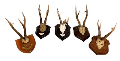 Lot 146 - Antlers/Horns: Five Sets of Roebuck Antlers on Shields, circa mid 20th century, five sets of...