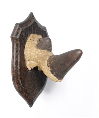 Lot 1293 - Black Rhinoceros (Diceros bicornis), by Rowland Ward, no.835, juvenile, horns on plaster part...