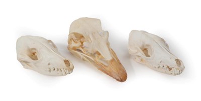Lot 151 - Skulls/Anatomy: Ostrich Skull and Black-Backed Jackal Skulls, modern, a complete bleached adult...