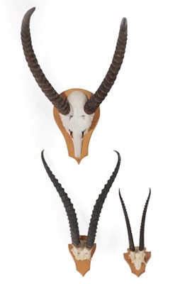 Lot 152 - Antlers/Horns: African Hunting Trophies, circa late 20th century, three sets of horns to...