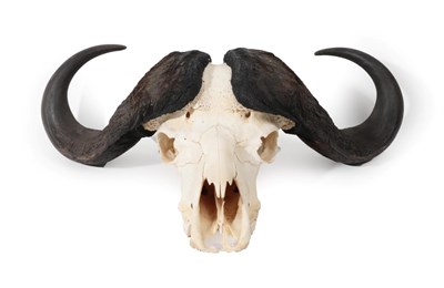 Lot 153 - Antlers/Horns: Cape Buffalo (Syncerus caffer), circa late 20th century, large set of horns on upper