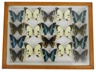 Lot 154 - Entomology: A Glazed Display of African Butterflies, circa late 20th and early 21st century, a...