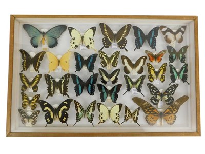 Lot 155 - Entomology: A Large Glazed Display of African Butterflies, various dates, a large glazed display of