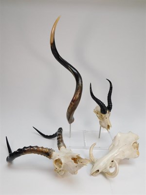 Lot 157 - Antlers/Horns; African Hunting Trophies, a collection of various trophy skulls/horns to include...