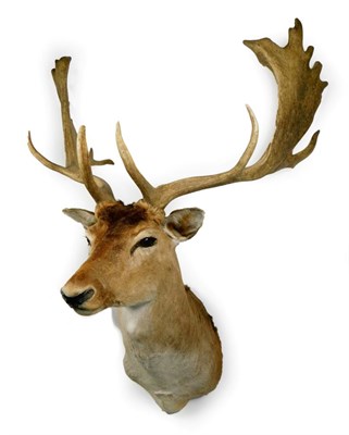 Lot 158 - Taxidermy: European Fallow Deer (Dama dama), circa late 20th century, shoulder mount looking...