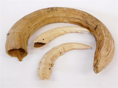 Lot 159 - Tusks: Hippopotamus Tusk (Hippopotamus amphibius), circa early 20th century, a large curved...