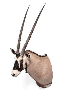 Lot 161 - Taxidermy: Gemsbok Oryx (Gazella gazella) circa 2016, Namibia, high quality shoulder mount, looking