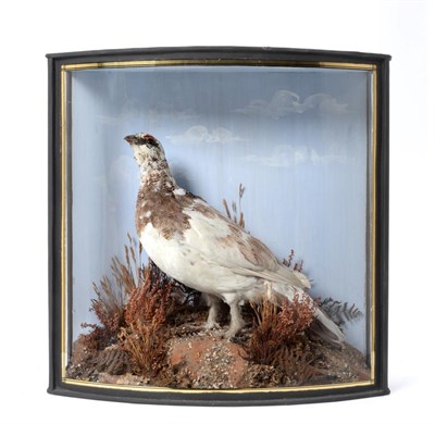 Lot 165 - Taxidermy: A Cased Red Grouse in Winter Plumage (Lagopus lagopus), by John Cooper & Sons, 28 Radnor